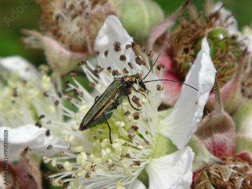 фотографія Thick-legged flower beetle (Oedemera nobilis), also known as swollen-thighed bee
