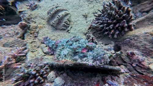 Wallpaper Mural Bearded scorpionfish Scorpaenopsis barbata hiding camouflaged on tropical reef underwater shipwreck Torontodigital.ca