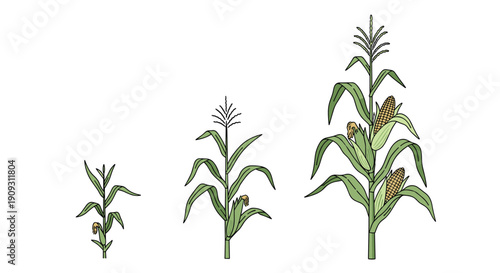 Three stages of corn plant growth from a young sprout to a mature stalk with ripe ears of maize for agricultural education.