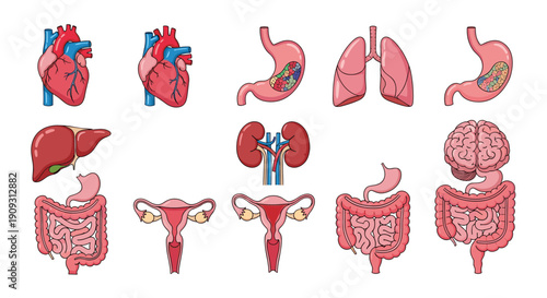Detailed medical illustrations of various human internal organs including the heart, stomach, lungs, liver, kidneys, uterus, and intestines.