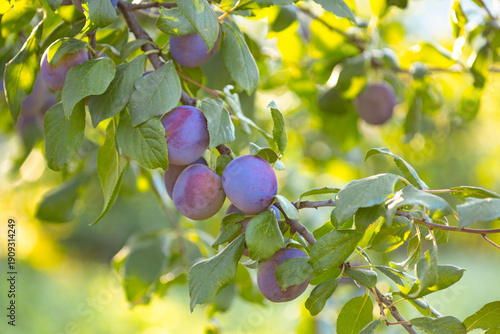 Photography Blue ripe plums hanging on tree branches among green leaves, fresh organic fruit