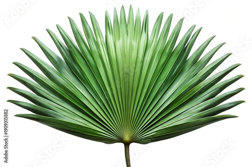 Isolated Green Palmetto Palm Leaf Tropical Botanical Fan Frond