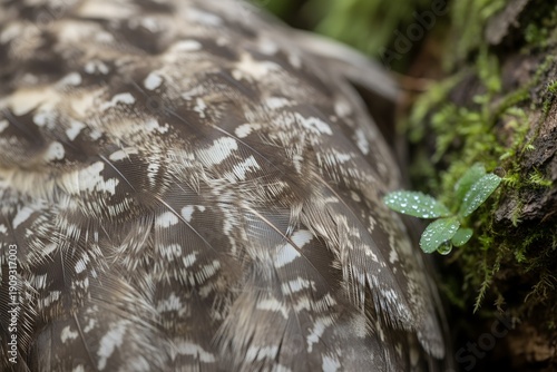 Close-Up of Owl Feathers with Natural Pattern Texture and Dewy Forest Detail