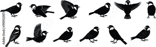 Bird silhouette icons set, flying and perched sparrow poses, avian wildlife shapes, black vector illustration collection for design projects branding