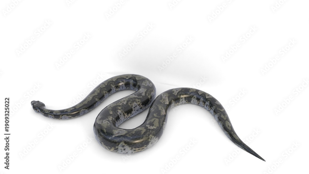 Fototapeta premium titanoboa snake on white background