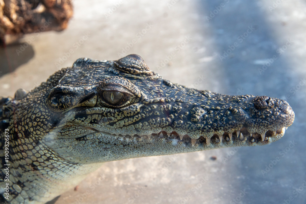 Fototapeta premium Close up of an Australian Salt Water Crocodile