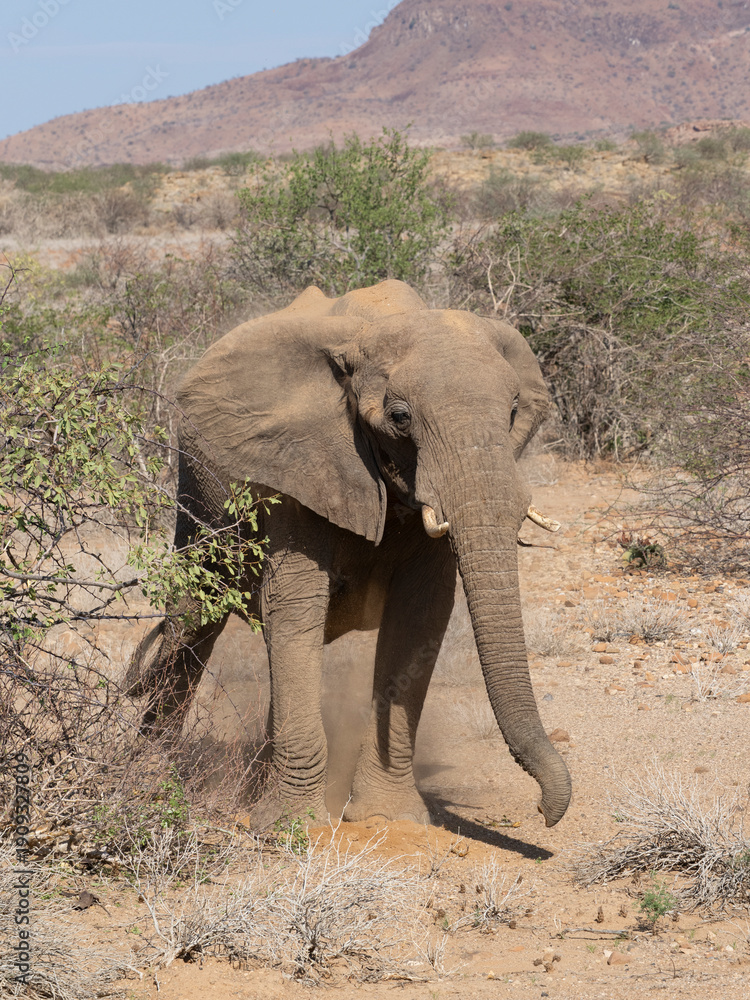 Obraz premium Wüstenelefant, Loxodonta africana in Namibia Damaraland 
