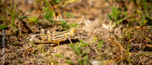 Bild auf Leinwand A green grasshopper sits in the grass on a bush