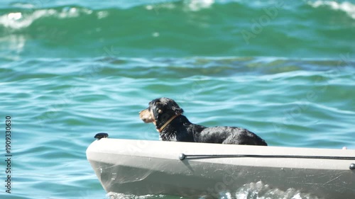 Dog kayak ocean water paddling, small furry companion enjoys sunny summer adventure on blue green waves