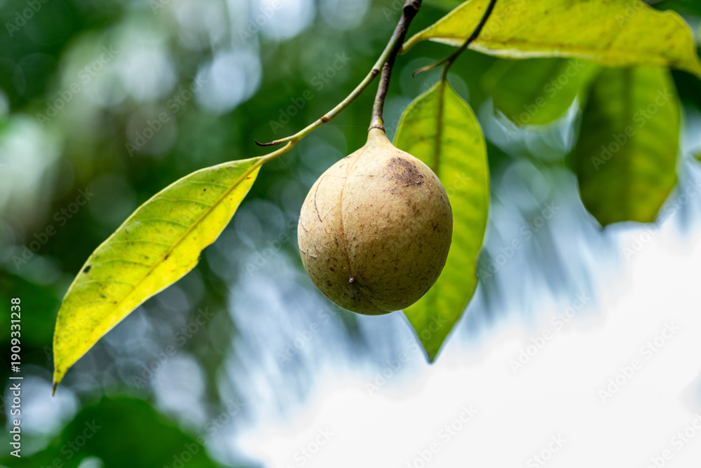Fototapeta premium Nutmeg fruit still hanging on the tree with fresh green leaves and natural bokeh background.