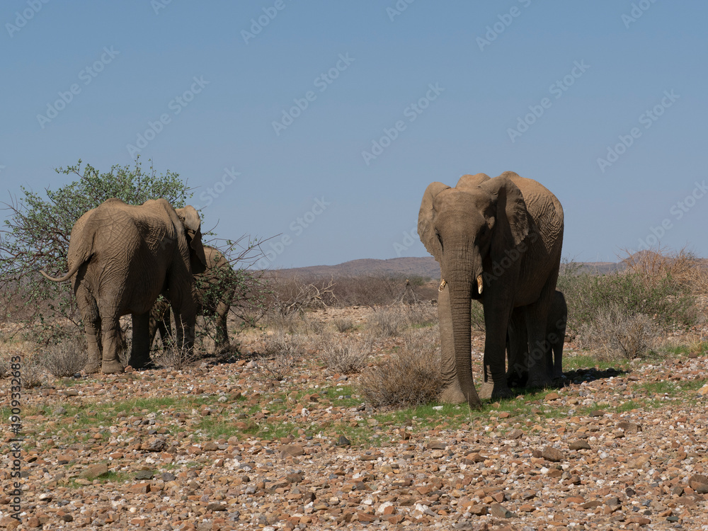 Fototapeta premium Wüstenelefant, Loxodonta africana in Namibia Damaraland