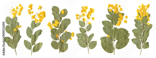 Fotografie Spring Dried Mimosa Flower Collection