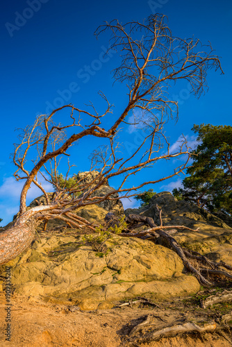 Wallpaper Mural Hamburger Wappen - Thale - Sachsen Anhalt Torontodigital.ca