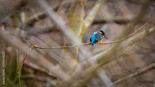 Wallpaper Mural ein Eisvogel auf einem Ast Torontodigital.ca