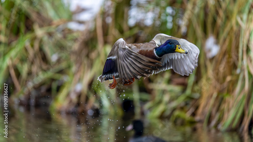 Wallpaper Mural eine Stockente im Flug Torontodigital.ca