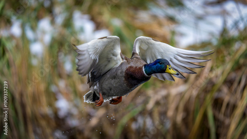 Wallpaper Mural eine Stockente im Flug Torontodigital.ca