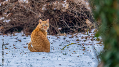 Wallpaper Mural eine braune Katze im Schnee Torontodigital.ca