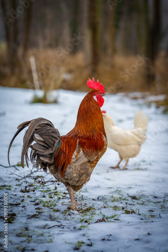 Wallpaper Mural ein Hahn im Schnee auf einem Bauernhof Torontodigital.ca