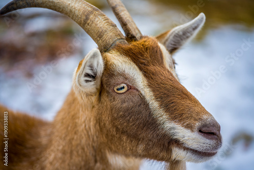 Wallpaper Mural Ziege mit Hörnern - Portrait Torontodigital.ca