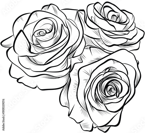 Bouquet of three roses detailed floral hand drawn composition illustration vector