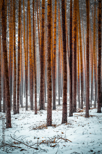 Wallpaper Mural ein Waldweg im Schnee mit Bäumen Torontodigital.ca