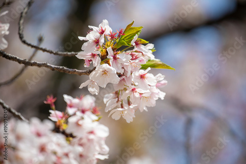 Cherry blossoms in Osaka, Japan in spring