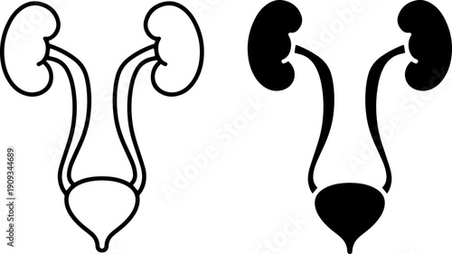 Human urinary system illustration in simple black line art