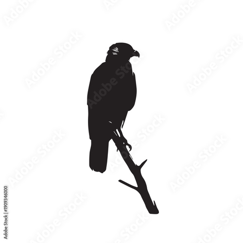 Caracara silhouette vector showing a predatory bird with hooked beak and strong posture, clean lines, bold shape, scalable design, perfect for wildlife, educational, and nature projects.