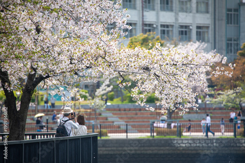 Cherry blossoms in Osaka, Japan in spring