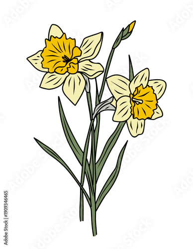 Flat vector illustration of two yellow daffodils with a single bud, outlined in black with green stems and leaves. Minimal, cheerful spring floral design isolated on transparent background.