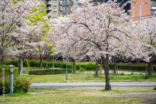 Cherry blossoms in Osaka, Japan in spring