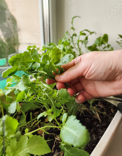 Close-up of a hand harvesting green arugula microgreens in a windowsill planter for healthy homegrown nutrition.