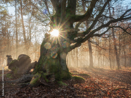 Old Growth Forest, The Sun is shining through a hole in a mighty gnarly beech tree