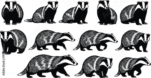 badger, mammal, wildlife, animal, mustelid, forest, nature, silhouette, engraving, illustration, vintage, woodcut, sketch, drawing, ink, fauna, wild, nocturnal, predator, vector