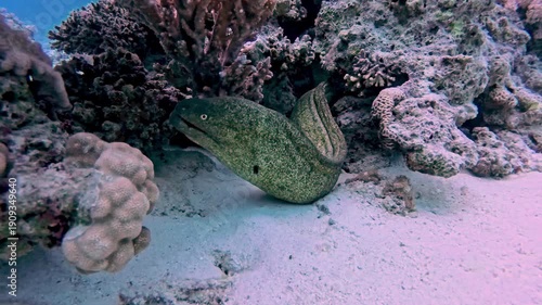 Wallpaper Mural Yellow-edged moray eel Gymnothorax flavimarginatus in hole on tropical reef underwater Torontodigital.ca