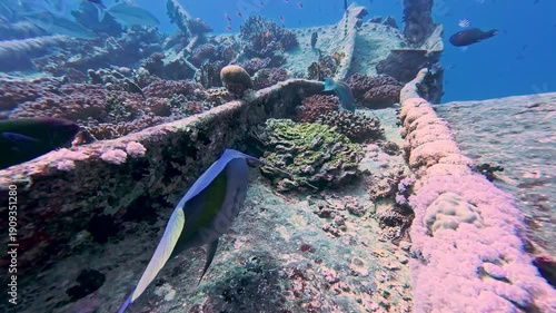 Wallpaper Mural Pair of large yellowbar angelfish Pomacanthus maculosus underwater on tropical red sea shipwreck in egypt Torontodigital.ca