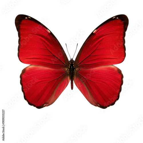Canvas Print Vibrant red butterfly with black tips on wings spread wide