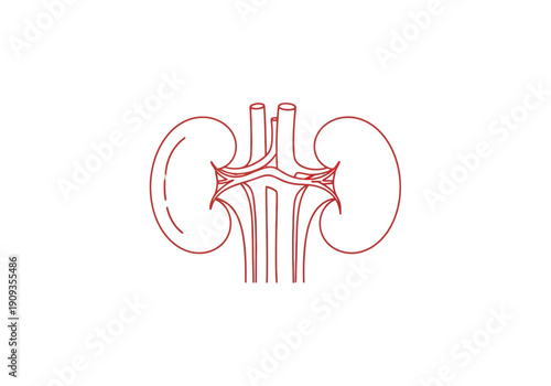 Human kidney anatomy outline