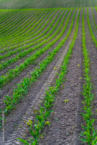 Green cornfield rows establishing agricultural growth and cultivating sustainable food production, showing young maize plants thriving in fertile soil on a spring day
