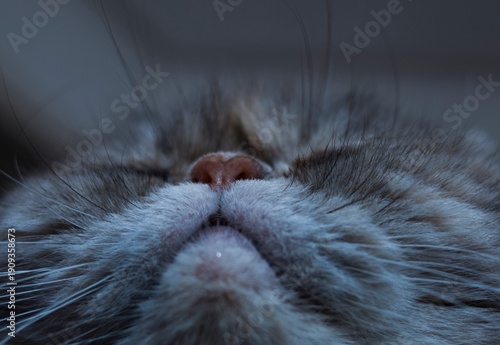 A close-up shot focuses on the pink nose and whiskers of a sleeping Exotic Shorthair cat. 