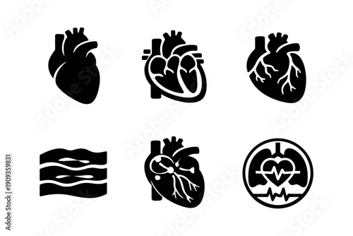 Vector illustration of heart anatomy and cardiovascular health