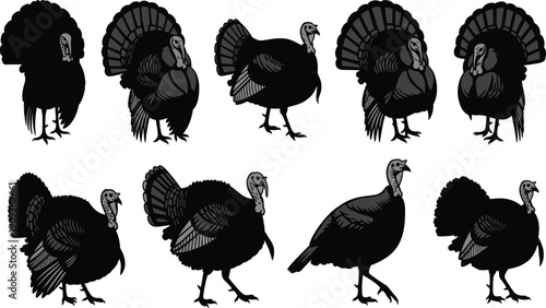 Big set of wild turkey bird silhouettes vector illustration isolated on white background, black poultry animal graphic for thanksgiving holiday design, nature wildlife hunting symbol collection
