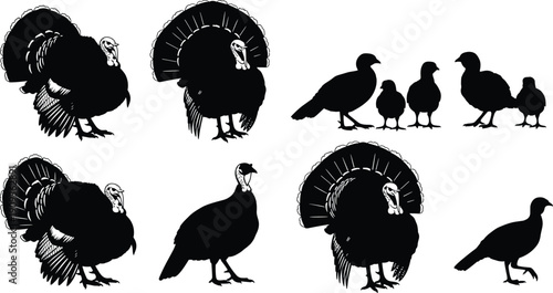 Big set of wild turkey silhouettes including toms with fanned tails and young chicks, vector illustration isolated on white background for thanksgiving nature design