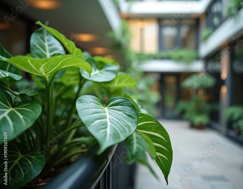 Green philodendron leaves unfurl in a lush indoor garden. Heart shaped foliage displays striking white veins creating natural patterns. Plant thrives in a modern atrium.