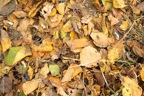 Dry autumn leaves background. Background