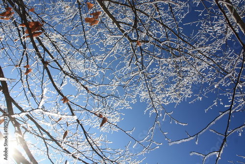 Beautiful winter landscape