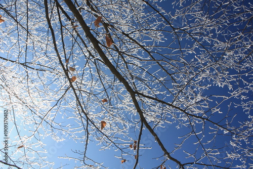 Beautiful winter landscape