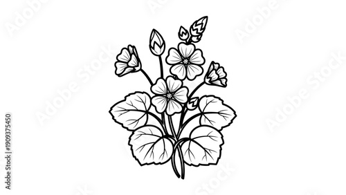 Black and white illustration of a flowering plant with five-petaled blooms and leaves