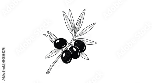 Detailed hand-drawn olive branch featuring several ripe black olives and elongated leaves on a white background.