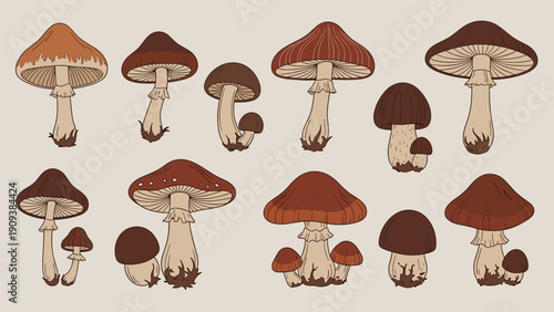 Comprehensive set of diverse mushroom species illustrated in various brown and tan tones on a neutral background.